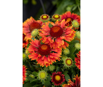 Gaillardia 'SpinTop™ Yellow Touch" WYPRZEDAŻ