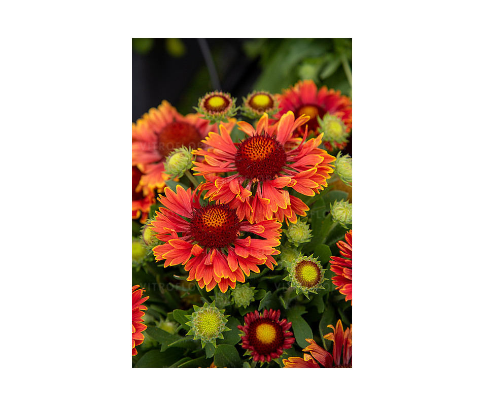 Gaillardia 'SpinTop™ Yellow Touch" WYPRZEDAŻ