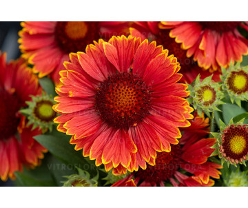 Gaillardia 'SpinTop™ Yellow Touch" WYPRZEDAŻ