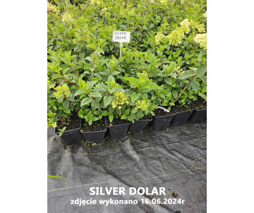 Hortensja bukietowa"Silver Dolar"