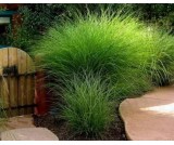 Miskant ''Gracillimus Nana" p9