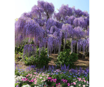 Glicynia (wisteria) fioletowa