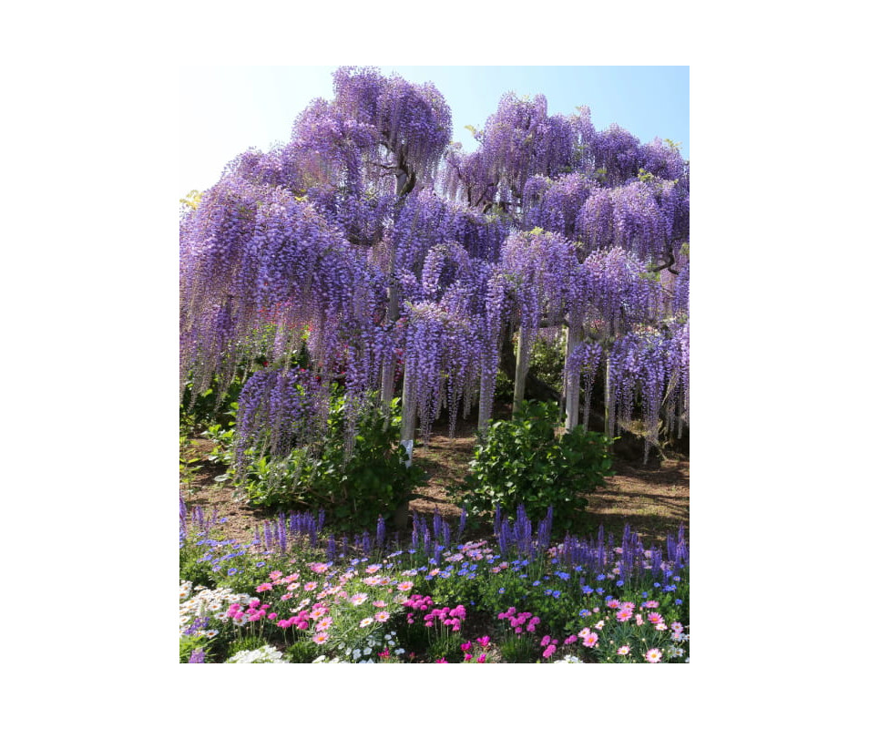 Glicynia (wisteria) fioletowa