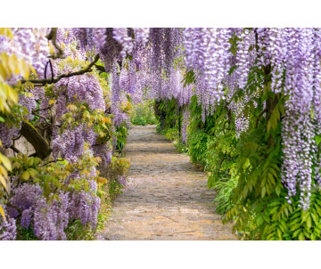 Glicynia (wisteria) fioletowa