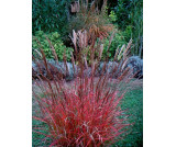 Miskant  "Purpurascens" NOWOŚĆ