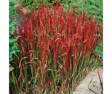 Imperata "Red Baron" p9