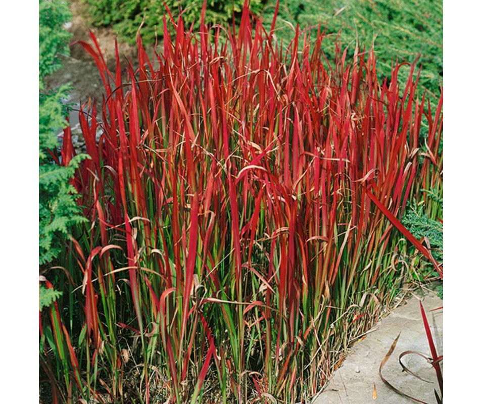 Imperata "Red Baron" p9