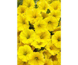 Supertunia Mini Vista "Yellow" Nowość