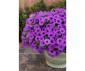 Supertunia Mini Vista "Blue Violet" Nowość
