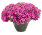 Supertunia Mini Vista "Hot Pink" Nowość