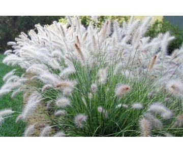 Rozplenica "Hameln" p9