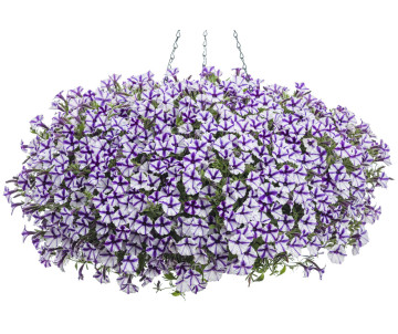 Supertunia Mini Vista "Violet Star"