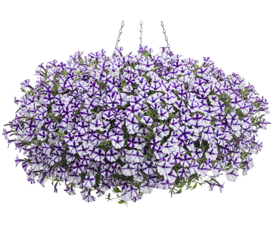 Supertunia Mini Vista "Violet Star"