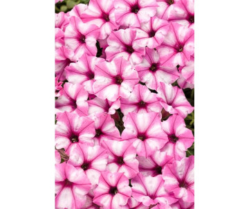 Supertunia Mini Vista "Pink Star"