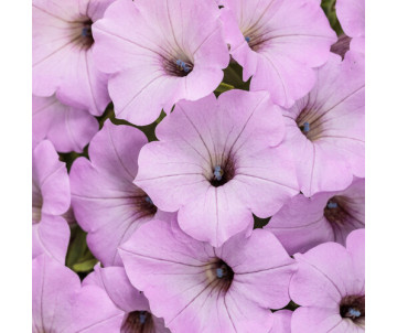 Supertunia Vista "Cool Jazz" NOWOŚĆ 2026 - PRZEDSPRZEDAŻ