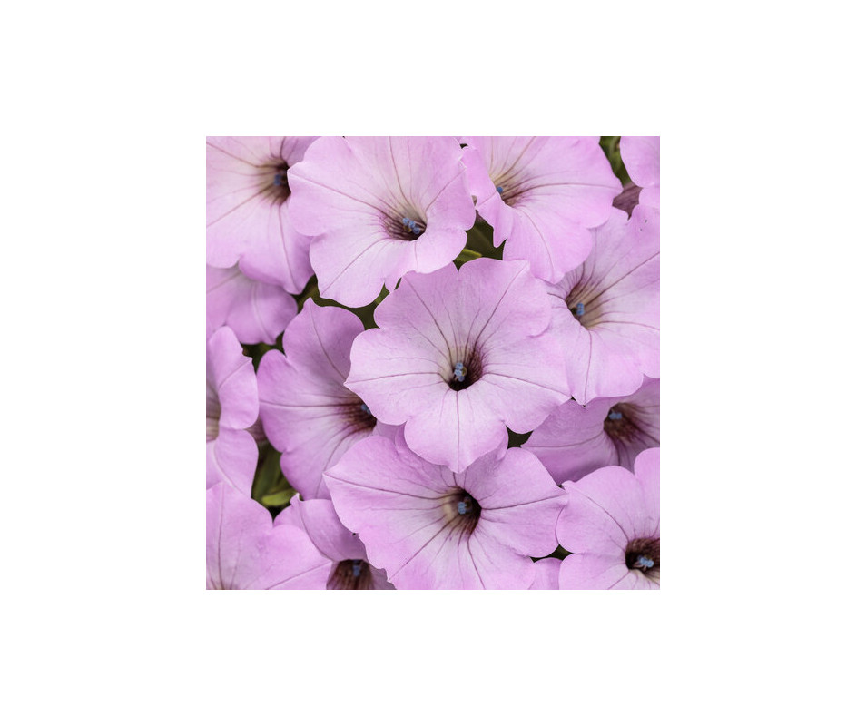 Supertunia Vista "Cool Jazz" NOWOŚĆ 2026 - PRZEDSPRZEDAŻ