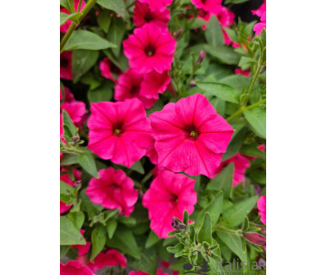 Supertunia vista "Fuschia"