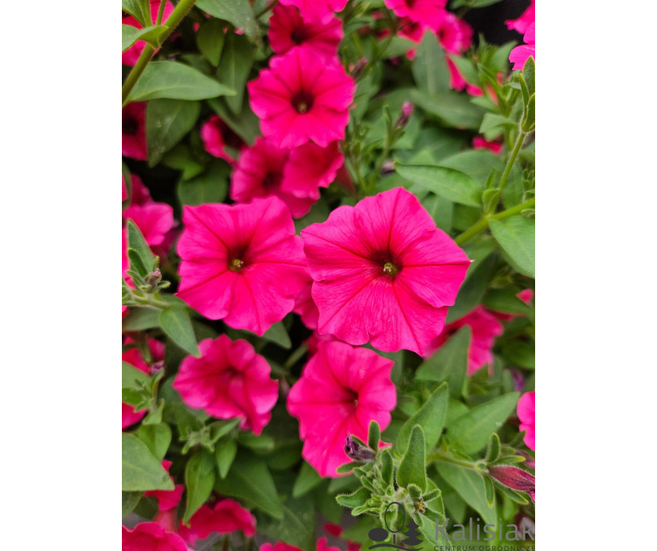 Supertunia vista "Fuschia"