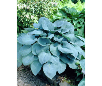 Funkia "Fragrant Blue"