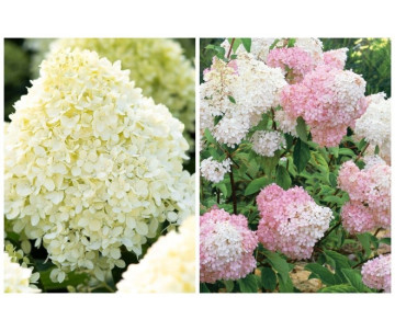 Hortensja "Cotton cream"