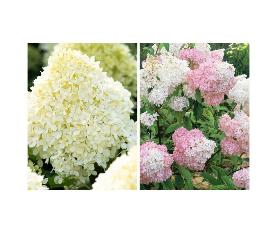 Hortensja "Cotton cream"
