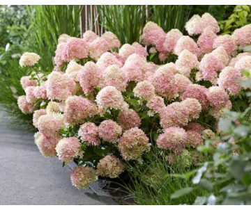 Hortensja "Cotton cream"