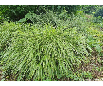 Hakonachloa "Albastriata"