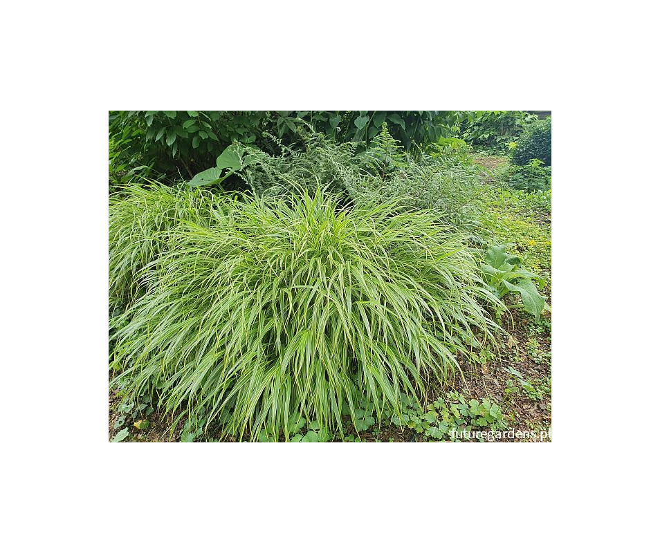 Hakonachloa "Albastriata"