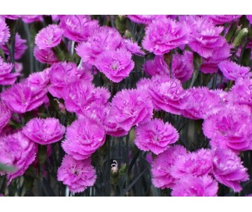 Goździk "Pretty Becky" PROMOCJA