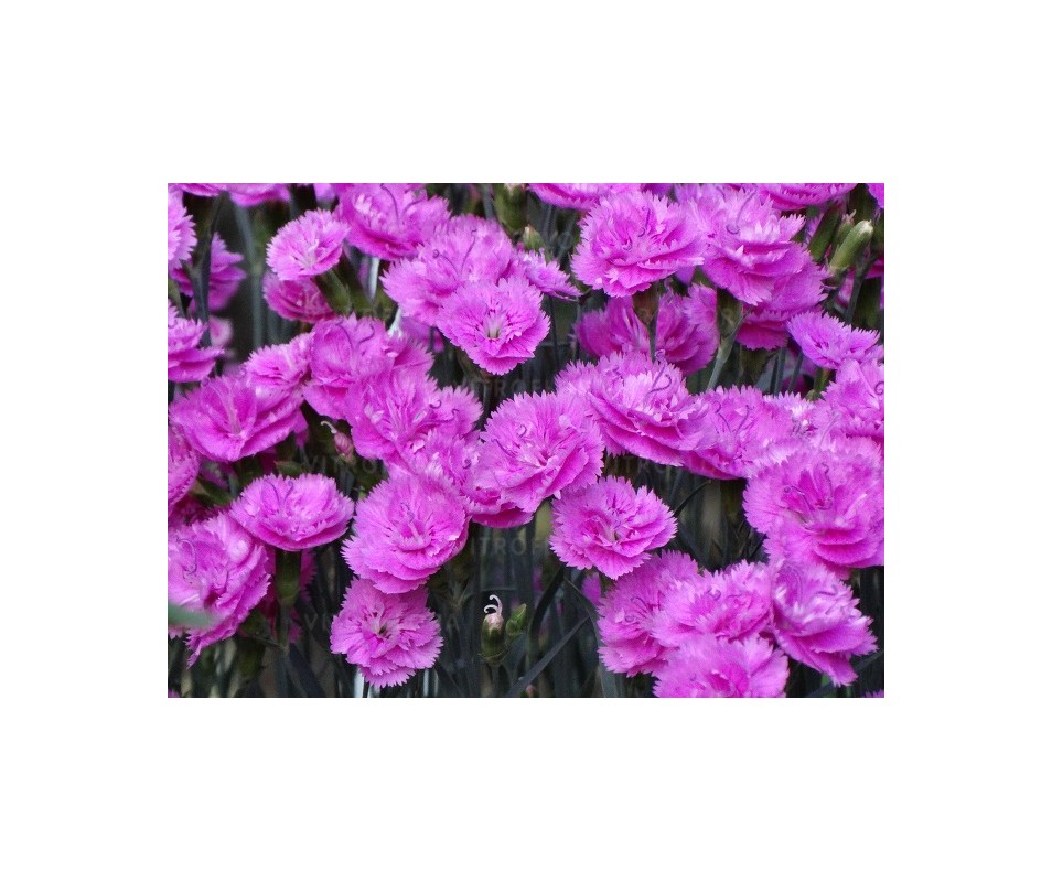 Goździk "Pretty Becky" PROMOCJA