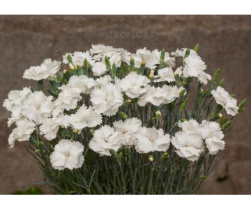 Gożdzik "Angel od Purity" wyprzedaż