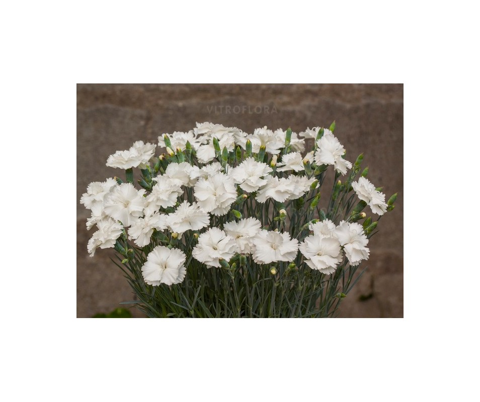 Gożdzik "Angel od Purity" wyprzedaż