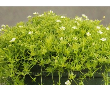 Karmnik "Lime Moss"