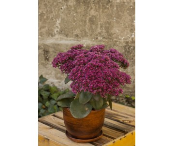 Rozchodnik "Thunderhead"