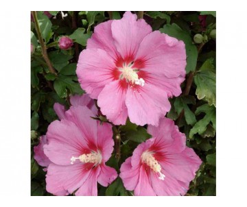 Hibiskus "Pink Giant"