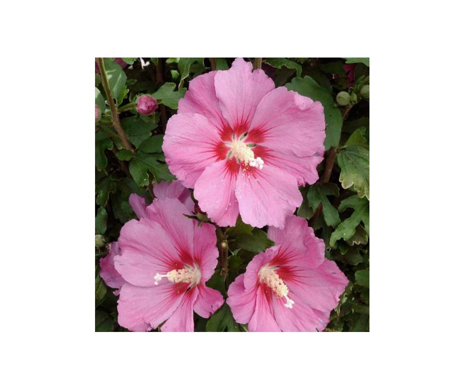 Hibiskus "Pink Giant"