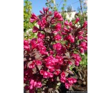 Krzewuszka "Minor Black"