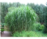 Miskant"Giganteus'' wyprzedaż