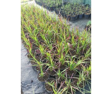 Imperata "Red Baron"