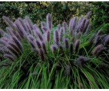 Rozplenica "Black Beauty" p9