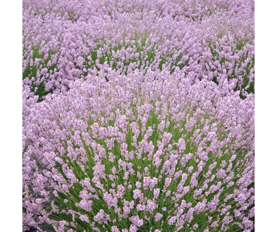 Lawenda "Rosea"
