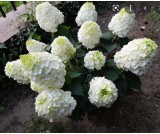 Hortensja bukietowa "Mont Blanc" C2