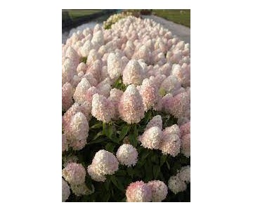 Hortensja "Sweet Summer" C2