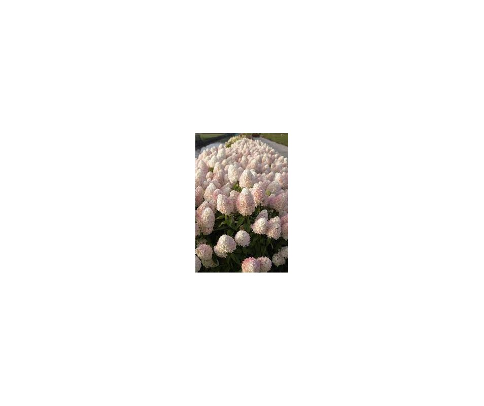 Hortensja "Sweet Summer" C2