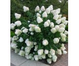 Hortensja "Phantom" C2