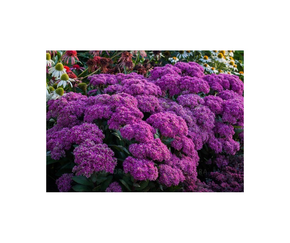Rozchodnik "Goodbud"