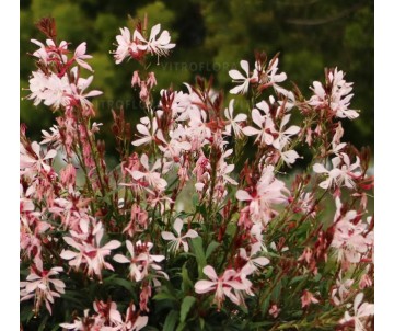 Gaura