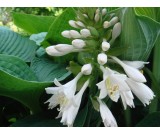 Funkia "Elegans" PROMOCJA