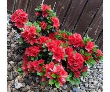 Azalia "Geisha Orange"