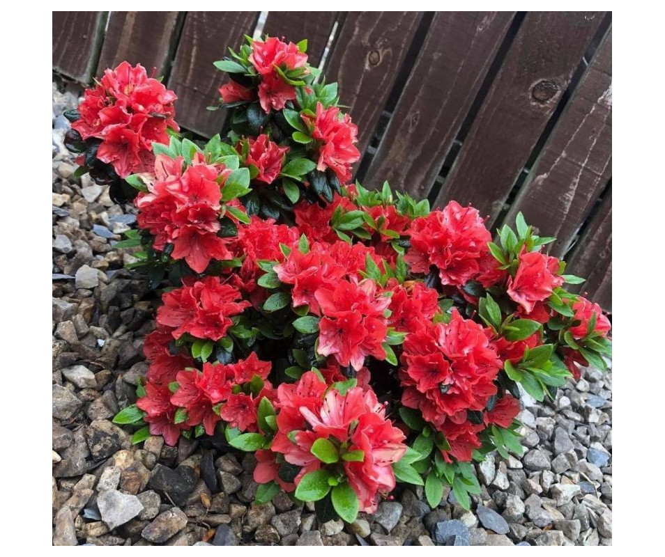 Azalia "Geisha Orange" Azalia "Geisha Orange"